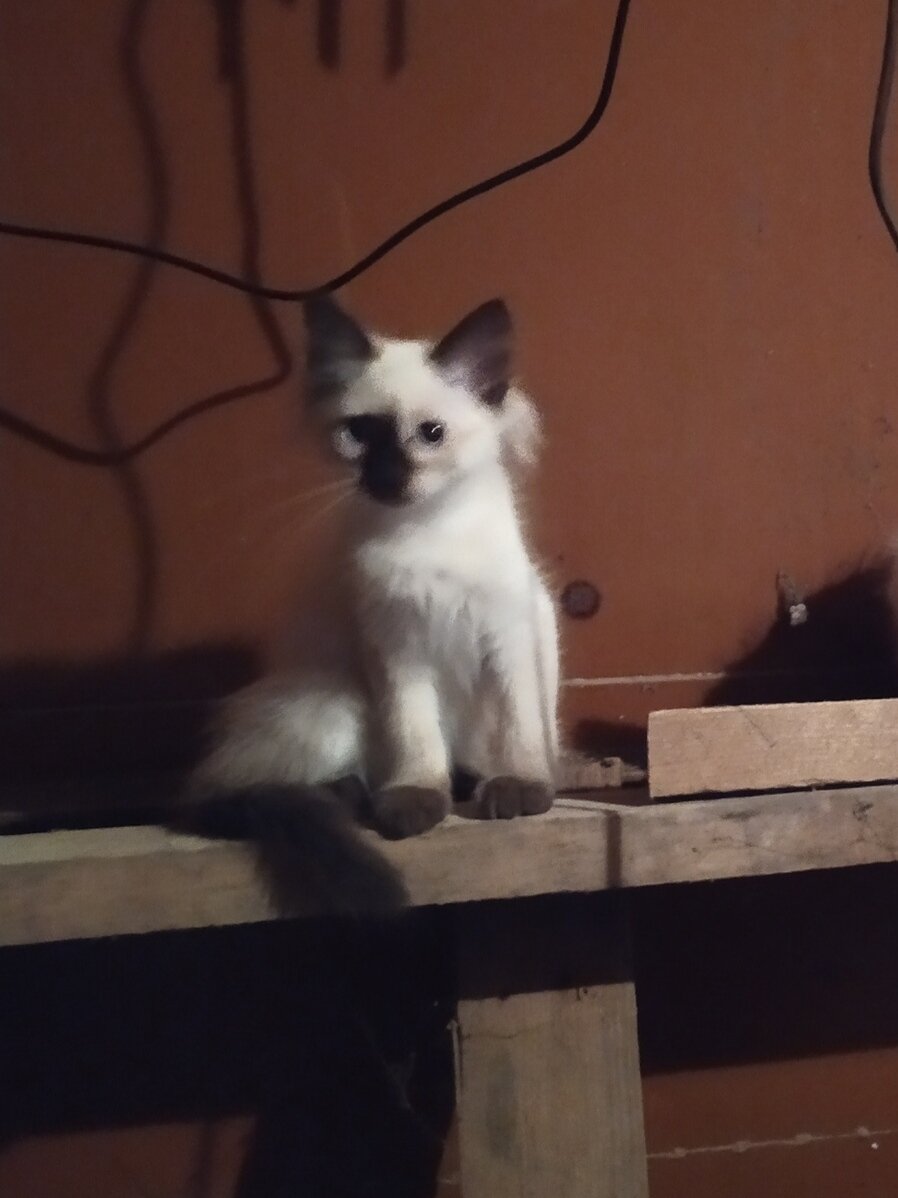 Укропу 3 месяца