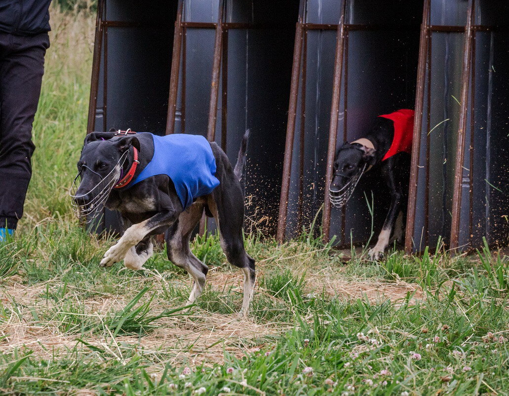 Слюги Борзомир на рейсинге.