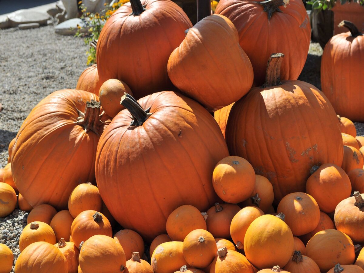 Добавлено из источника Яндекс,Картинки