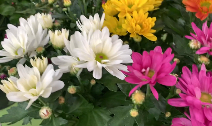 хризантемы