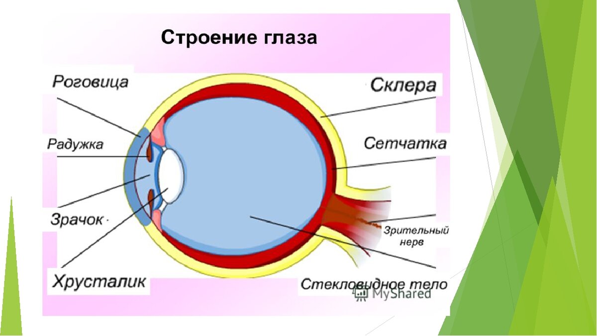 Строение глаза рисунок