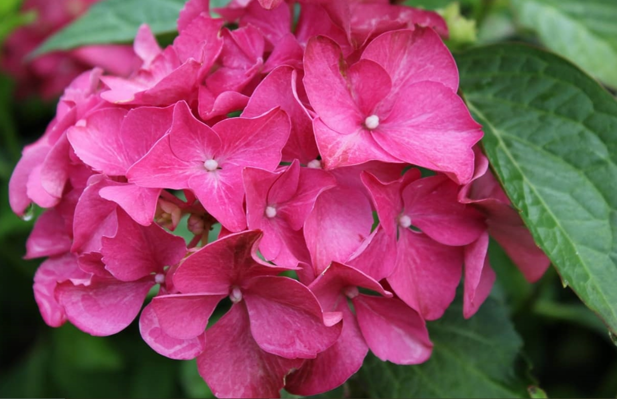 Гортензия крупнолистная "Forever Pink"