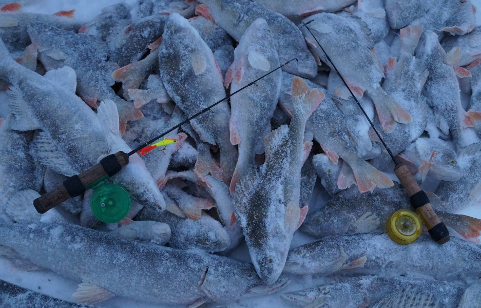 Где зимой ловят рыбу. Рыбалка зимой на окуня 2021. Рыбалка в ХМАО зимой на окуня зимой. Зимняя рыбалка ХМАО. Зимняя рыбалка в ХМАО на окуня.