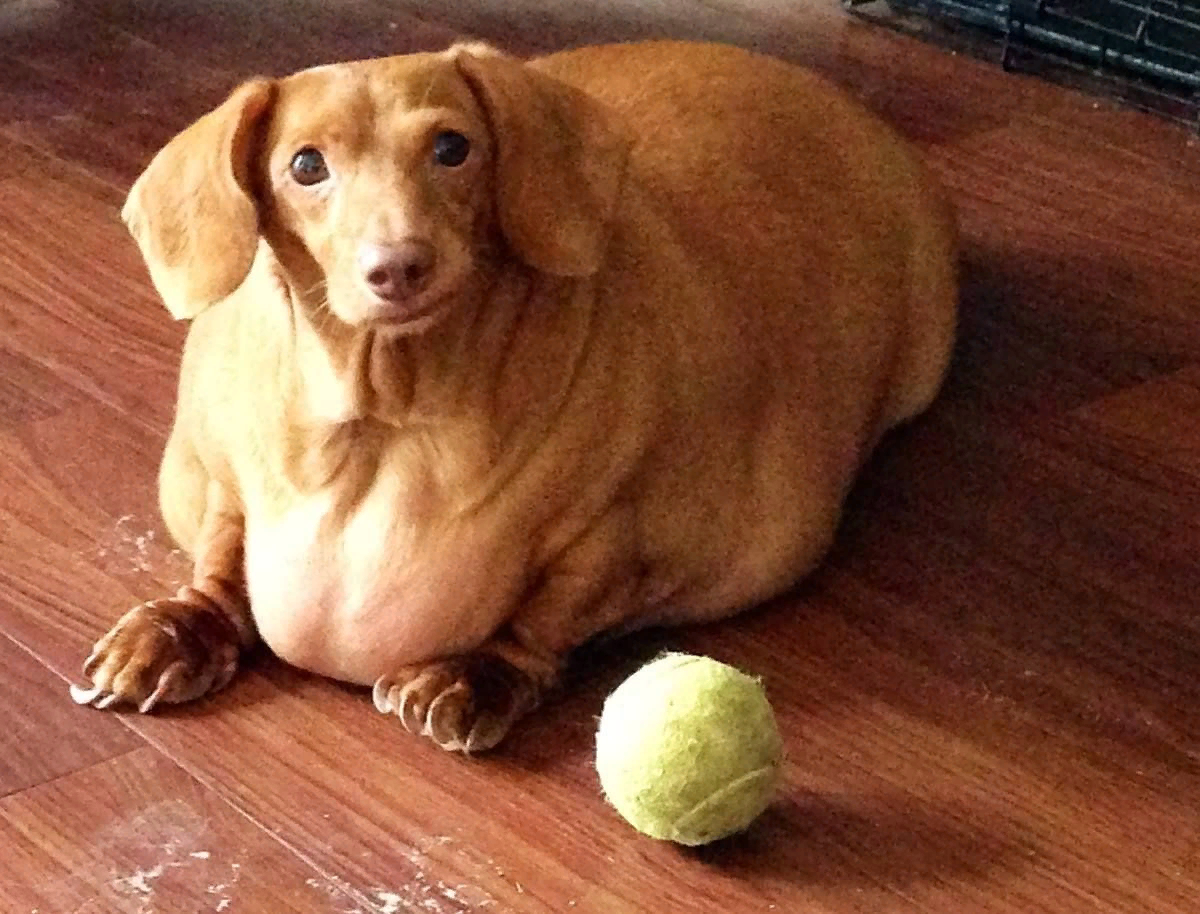 Толстая маленькая собака. Такса порода собак. Такса Оби 35 кг. Такса в 25 кг. Такса 40 кг.