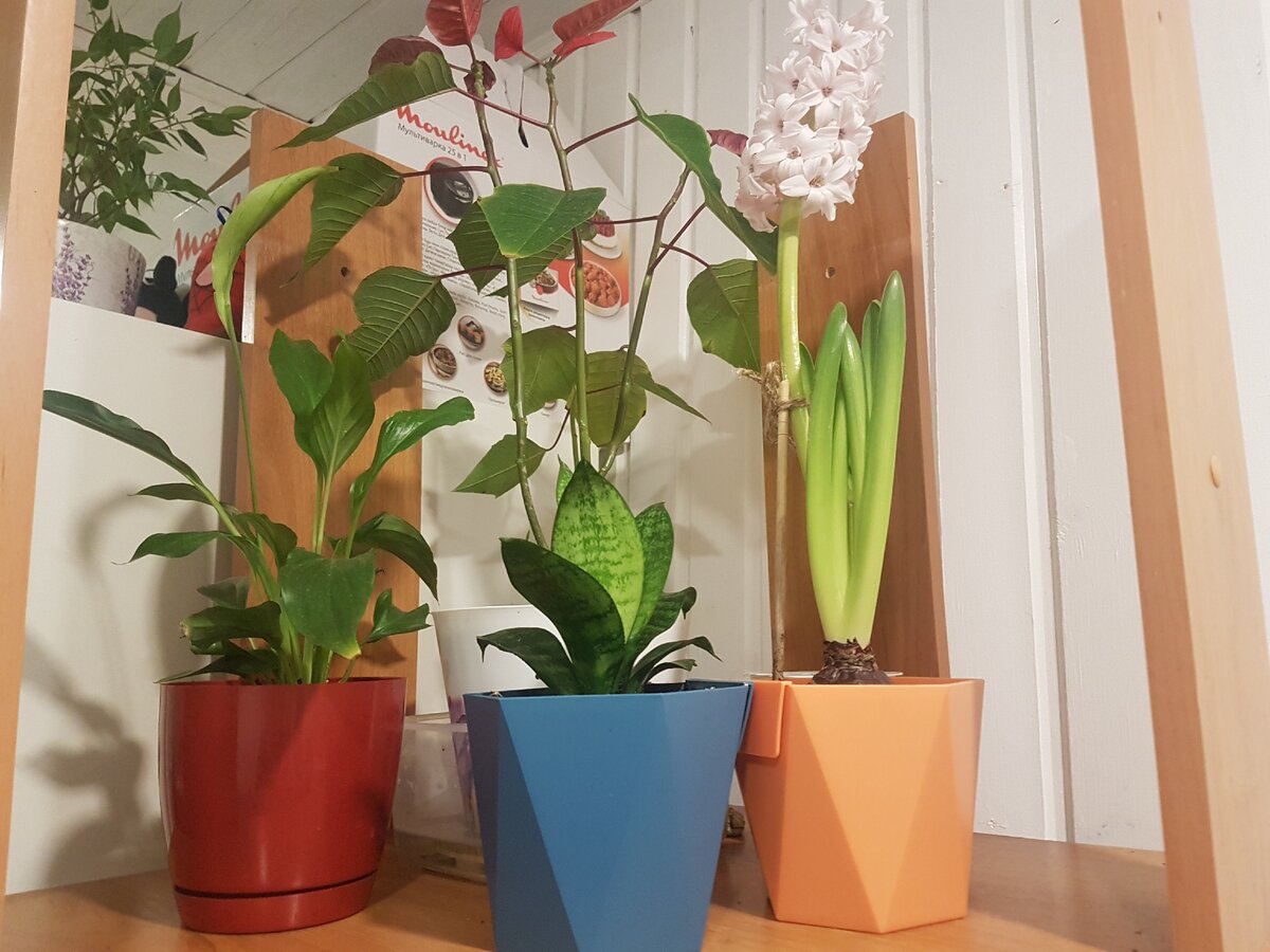 Слева направо: Спатифиллум Софочка, сансевиерия Семён Семёнович и гиацинт Циля. На заднем плане – пуансеттия Петюня
