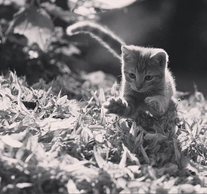 Фото (арт) найдено на просторах интернета. Если вы являетесь автором данного арта, пожалуйста напишите мне в личку для указания авторства или замены иллюстрации по вашему желанию. 