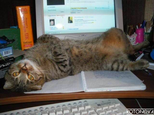 "Как тут поработать нормально, если дома есть такой лентяй!" Смешные котики