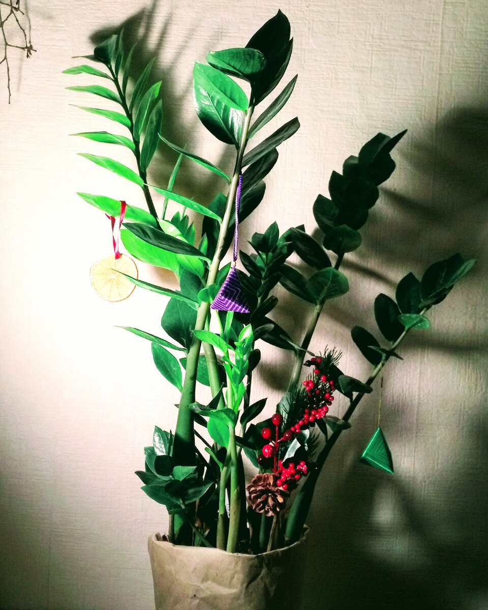 Zamioculcas его латинское название.