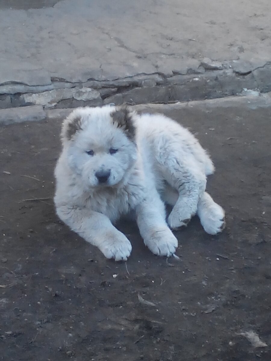 Алмаз (сокращено Аля), 3 месяца