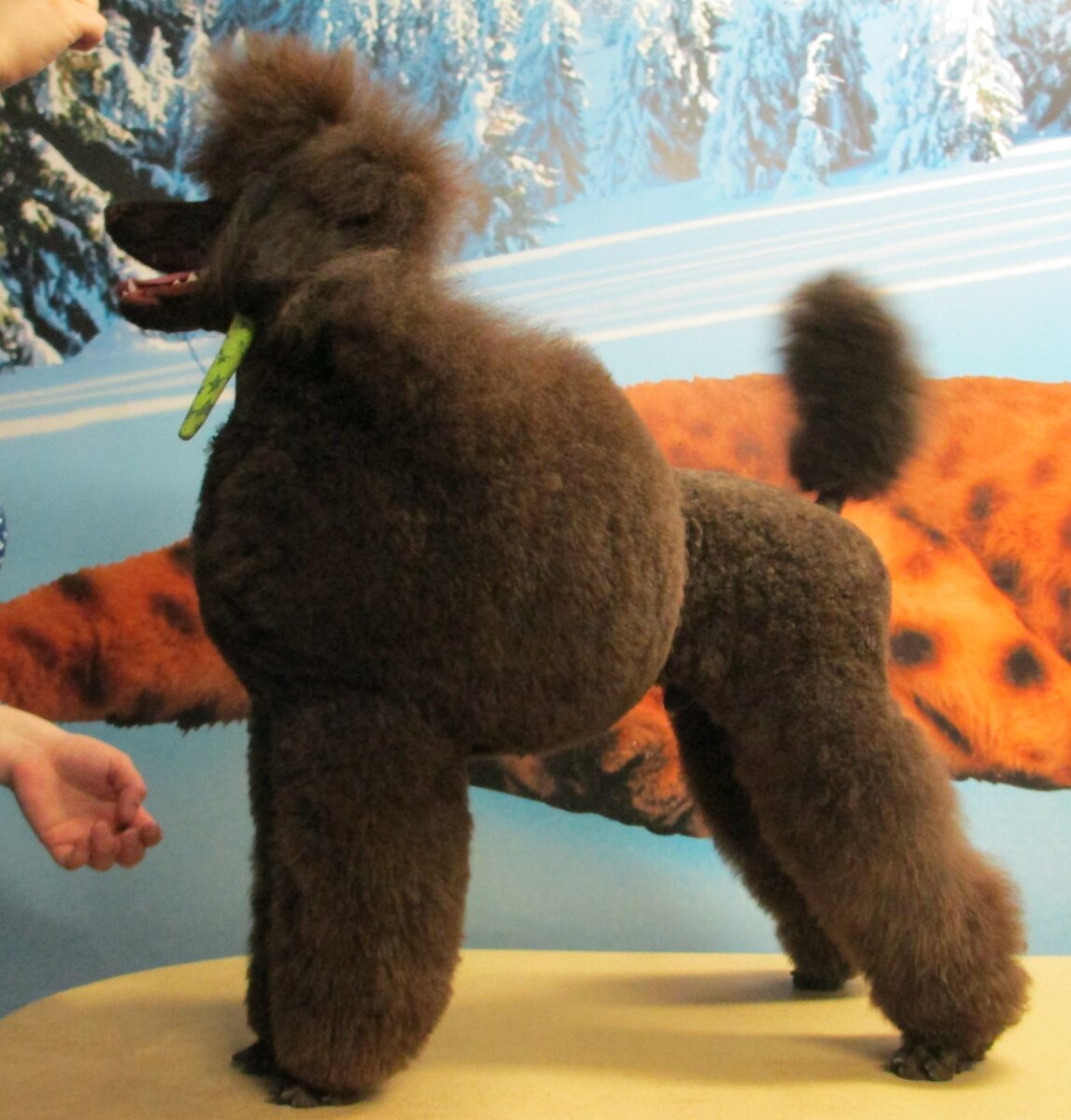 Бинты на ушах, чтобы всё было идеально