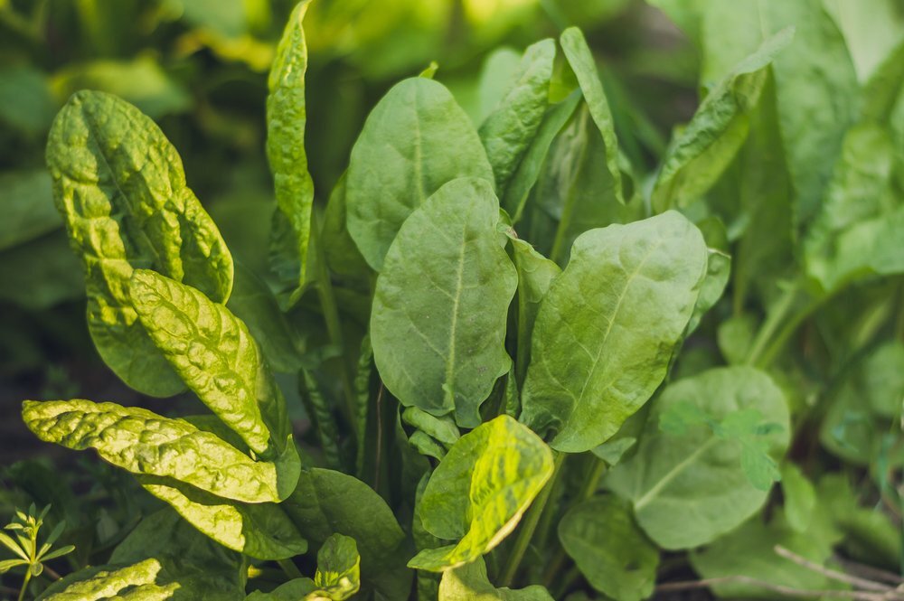 Фото с Яндекс.картинки