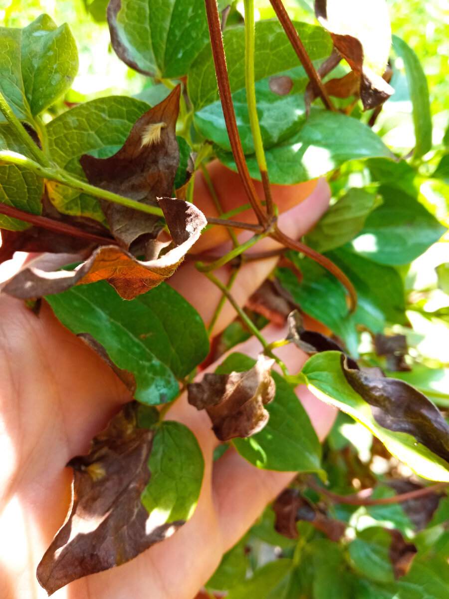 А вот это нет- на стебле листья вперемешку, и увядания нет, это просто ожоги