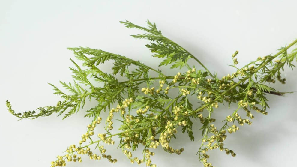 В лабораторных условиях экстракты однолетней полыни действуют против коронавирусов.