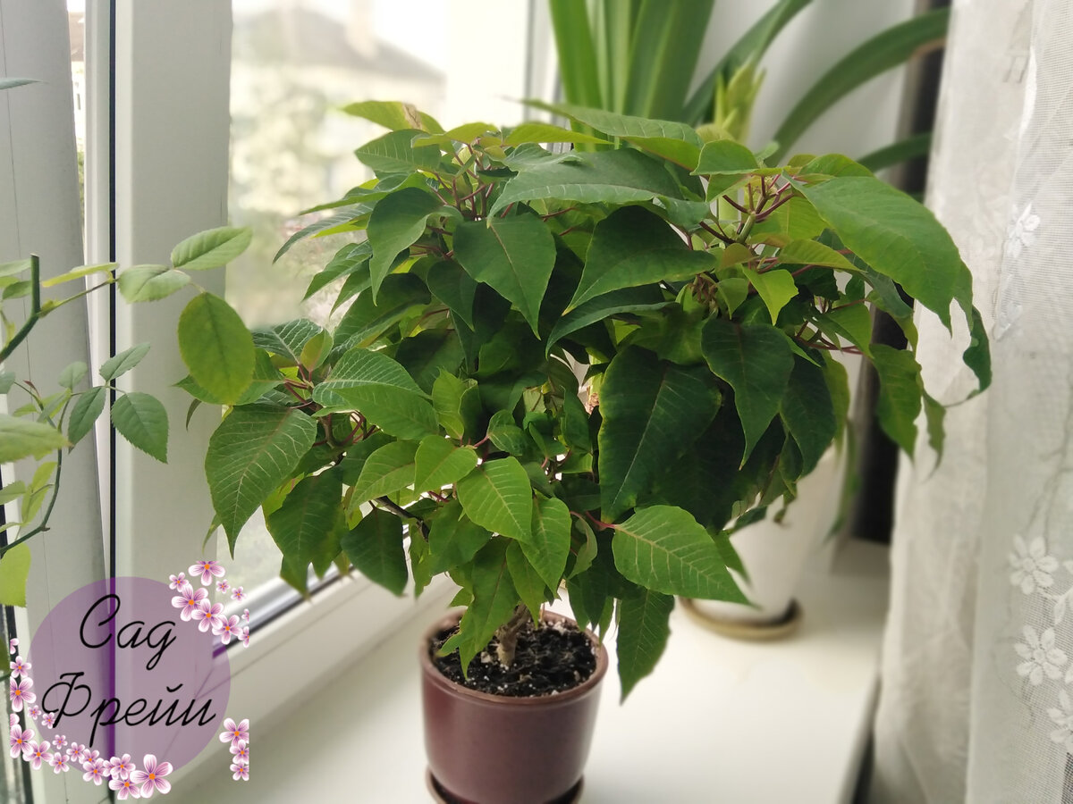 Моя пуансеттия в полный рост