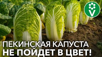 3 СЕКРЕТА ВЫРАЩИВАНИЯ ПЕКИНСКОЙ КАПУСТЫ, которые гарантируют крупные кочаны!