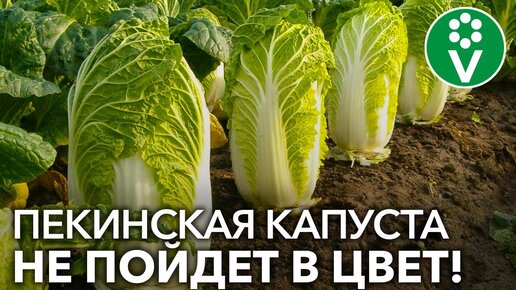 3 СЕКРЕТА ВЫРАЩИВАНИЯ ПЕКИНСКОЙ КАПУСТЫ, которые гарантируют крупные кочаны!