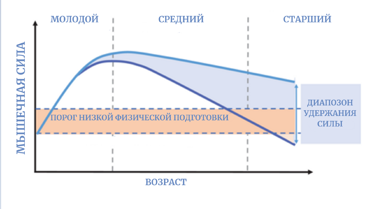 Жизненный путь мышечной силы