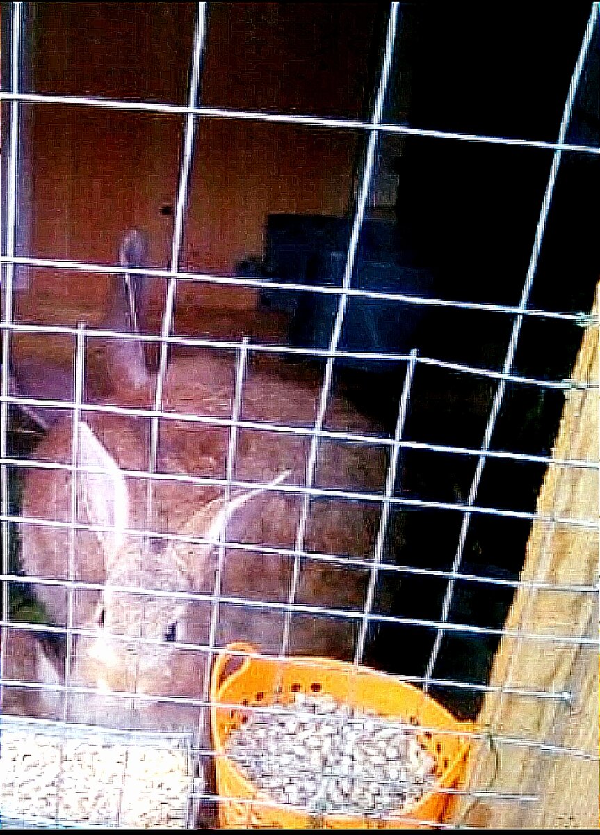 Крольчиха, фото любезно подарил кроликовод, а моя обработка