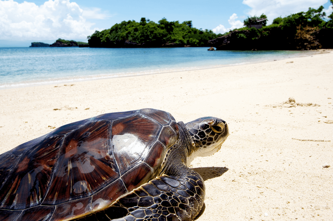 Путешествие черепахи. Черепаший остров Фиджи. Остров черепах (Turtle Island), Маврикий. Занзибар Черепаший остров. Сейшелы Черепаший остров.