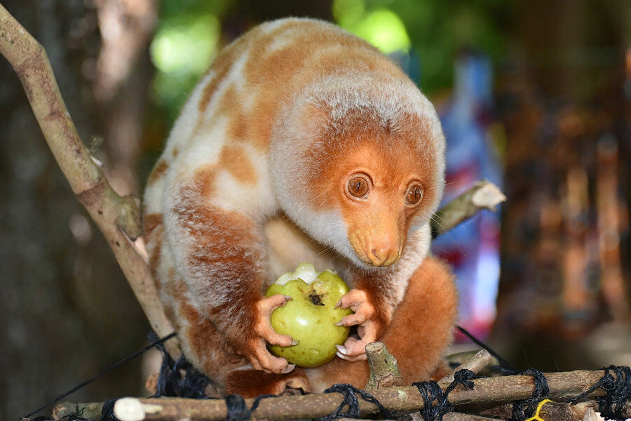 Кускус фото зверь