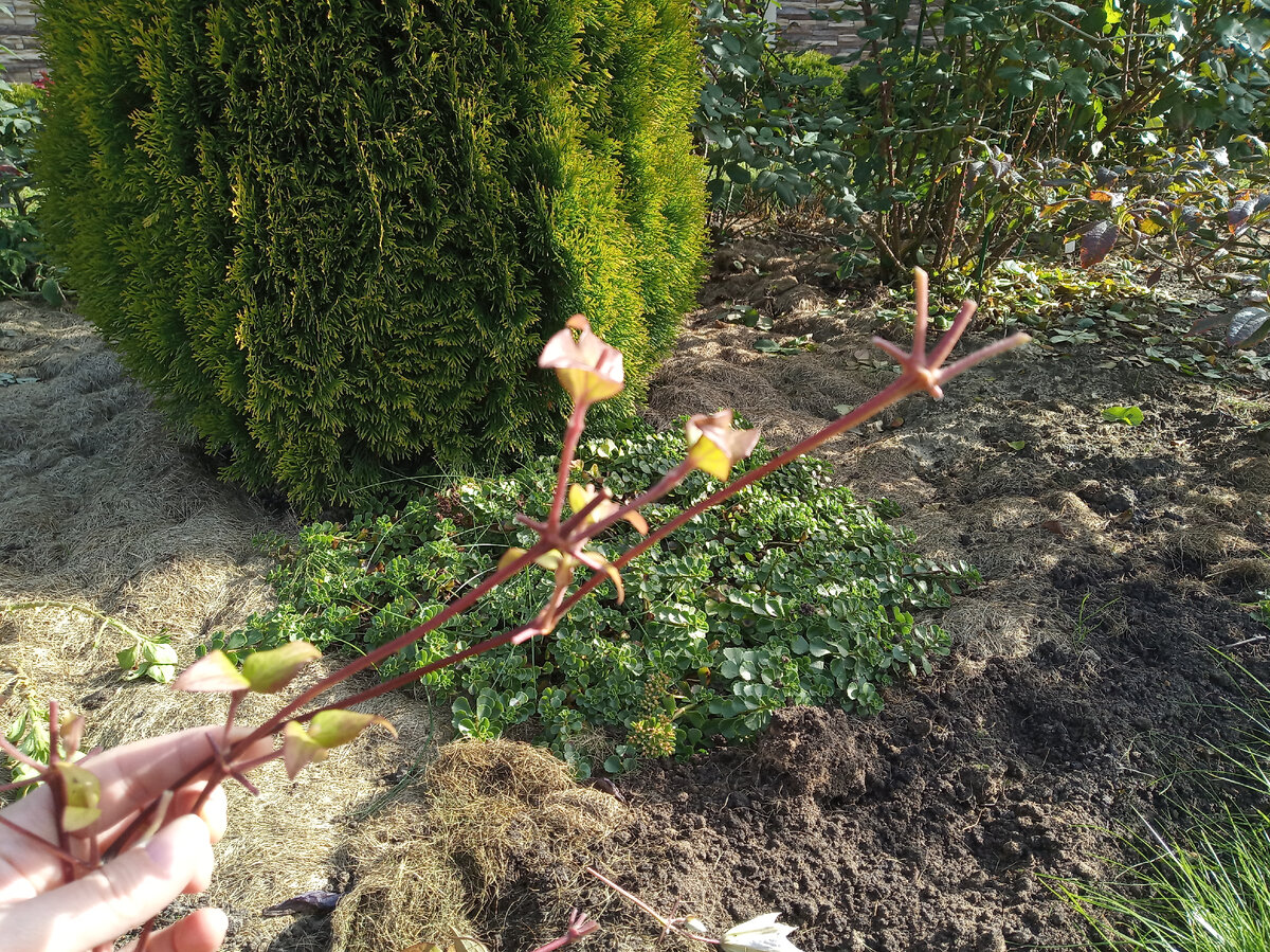 Удаляем с побега все листья и травянистую часть побега