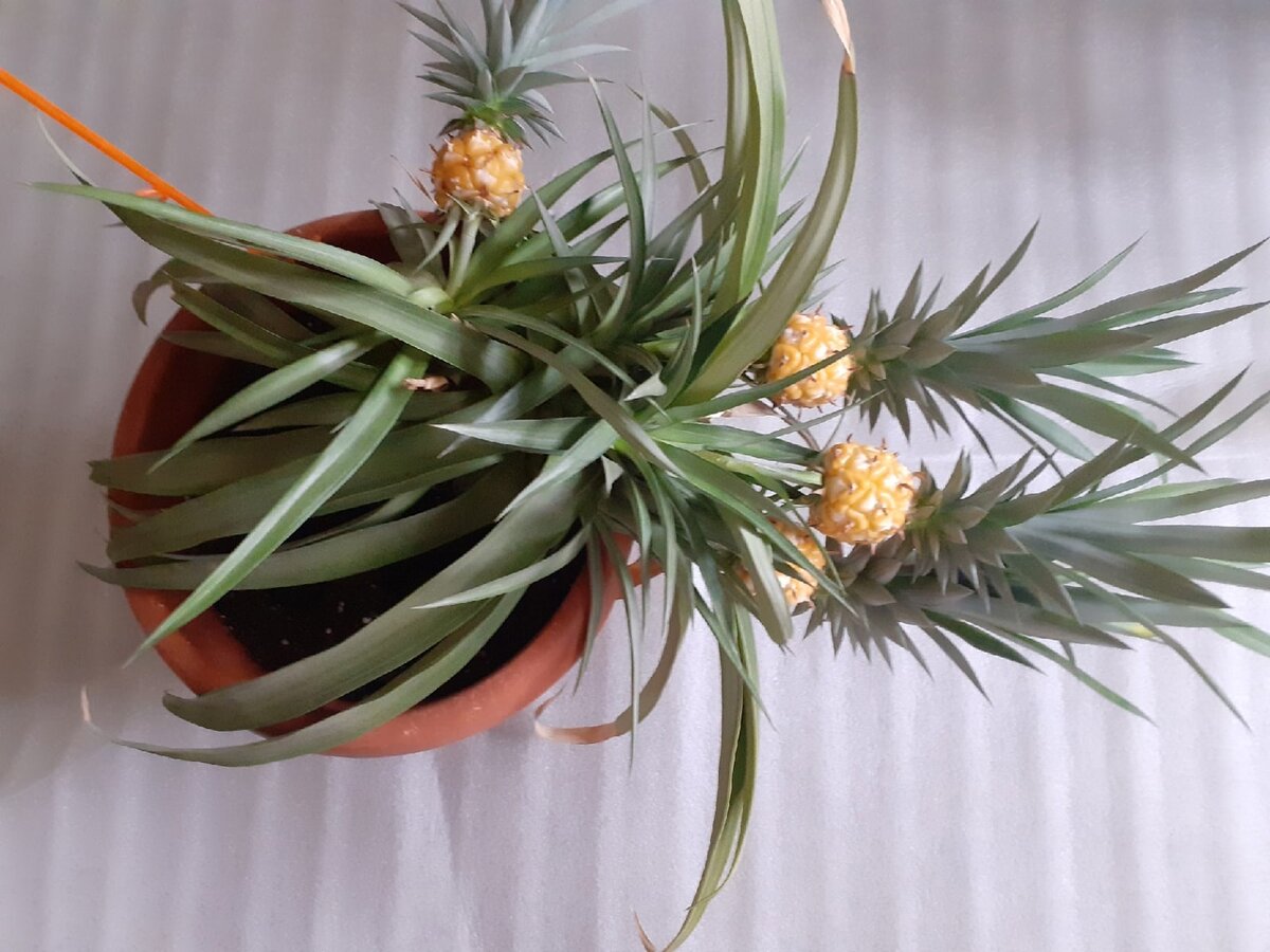 чуть не сломали ствол .