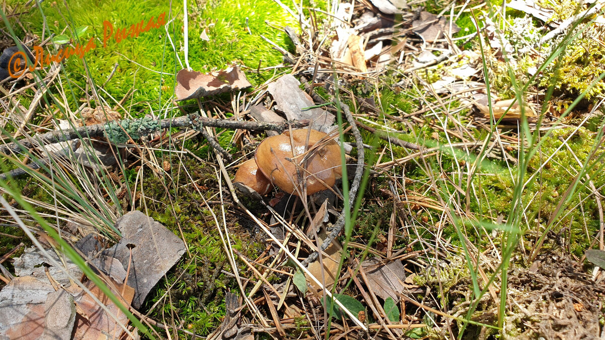 А в лесу грибы, на мариновку и на заморозку насобирали.