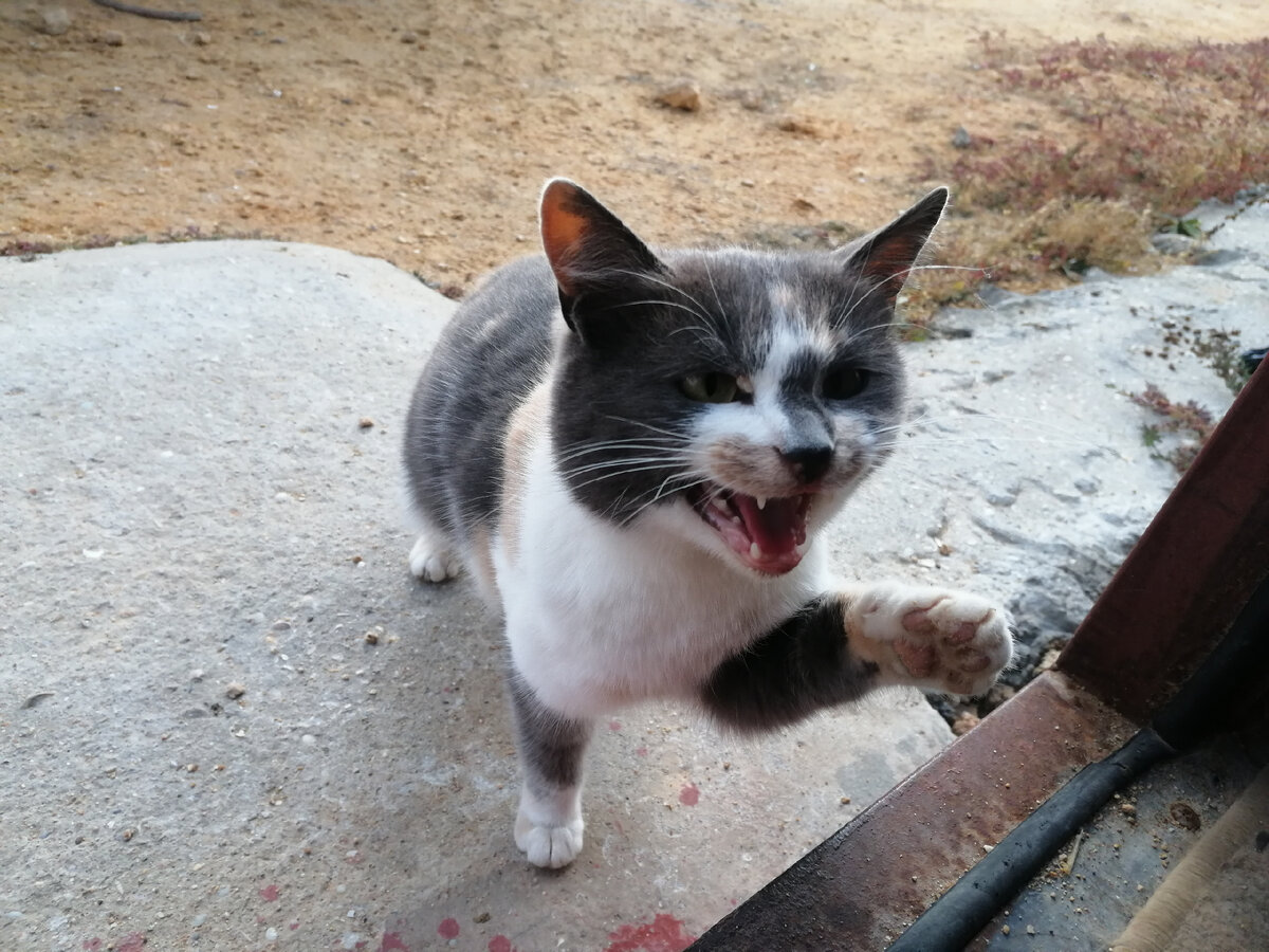 Пустите!! Хочу у вас жить!