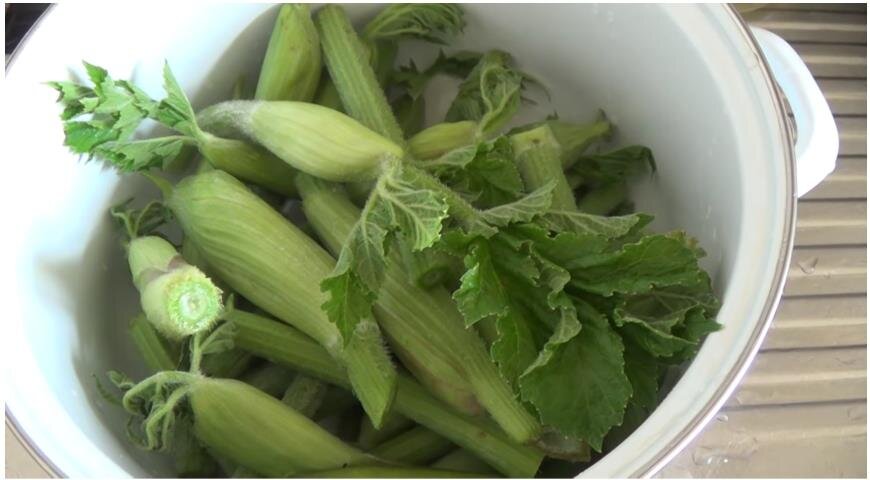 Молодые побеги борщевика сибирского - пикани.