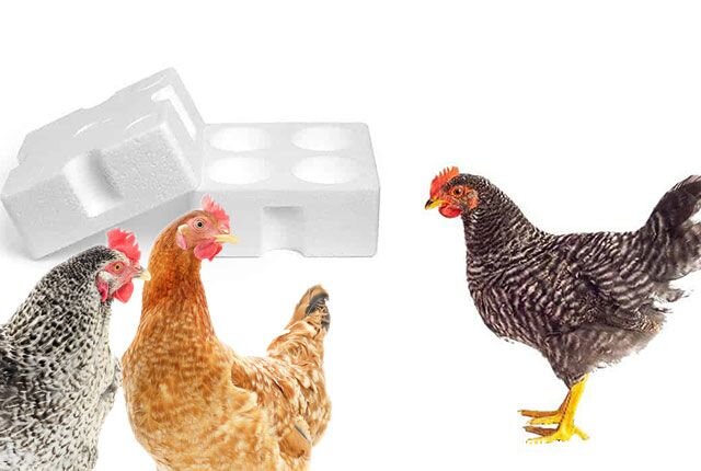 курицк. пенопласт курам. вреден ли пенопласт курам. пенопласт для кур клевать. вреден ли пенопласт курам.
