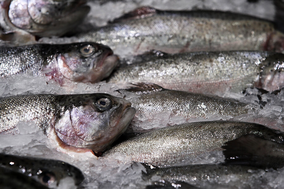 Практически весь объём экспорта продукции аквакультуры приходится на мороженую рыбу, филе рыбы и ракообразных. Фото: Владимир Гердо/ТАСС