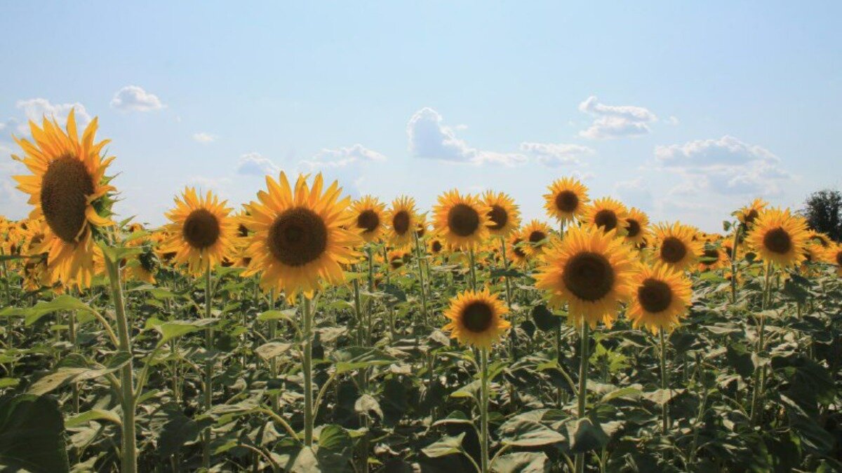 Новые селекционные разработки позволят создать засухоустойчивые сорта подсолнечника.