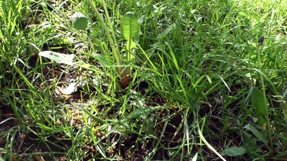 Сорняк на кислой почве. Фото заимствовано в сервисе Яндекс.Картинки