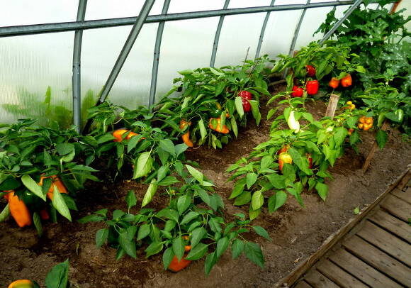 Перец сладкий в теплице