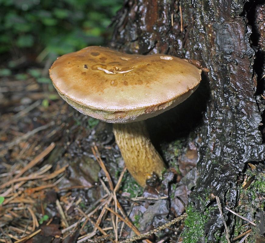 Желчный гриб. Tylopilus felleus. Горчак, ложный белый гриб. Белый гриб и горчак. Желчный гриб горчак.