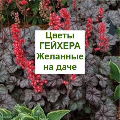 Уход за цветами