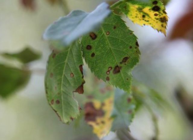 Вот такие характерные пятна