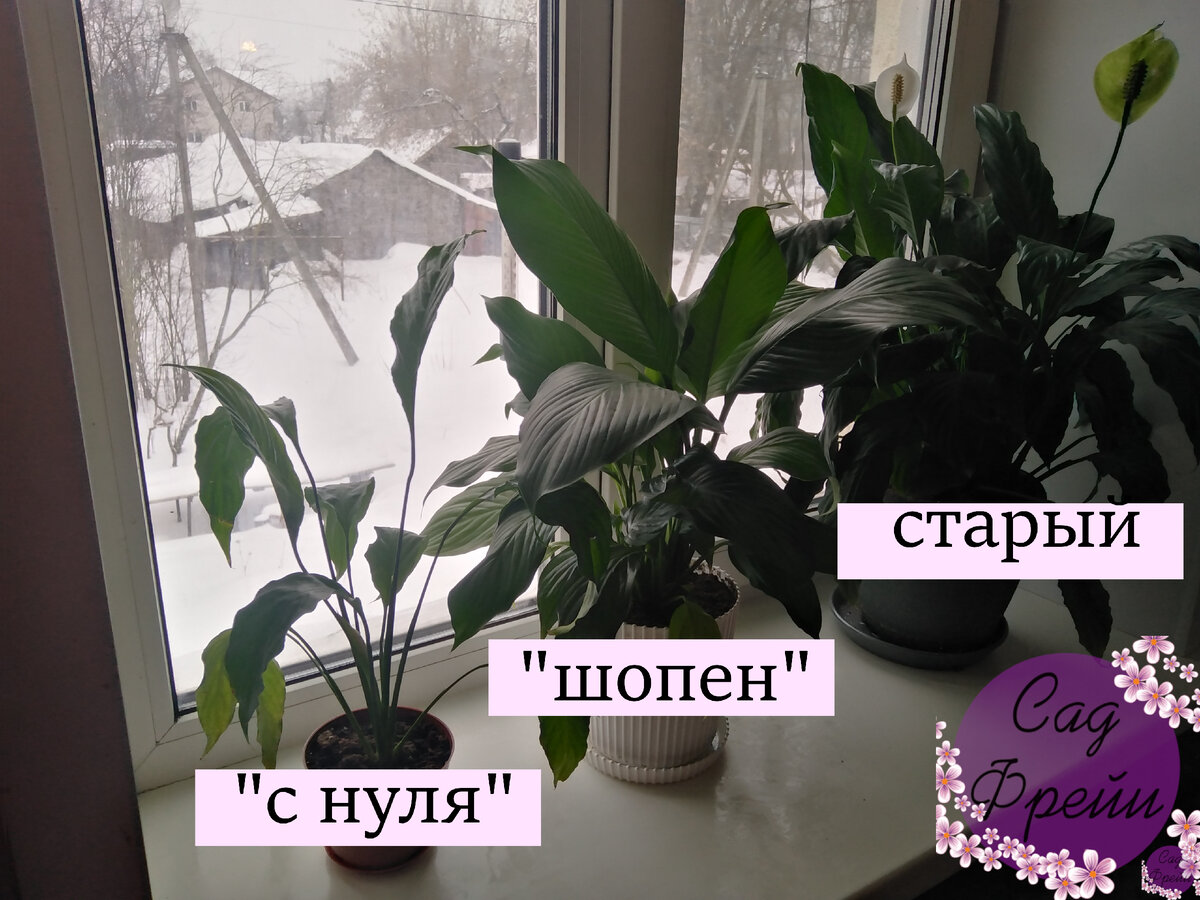 К середине зимы каждый из спатифиллумов жил в "новых" горшках после: посадки, пересадки, деления (слева направо)