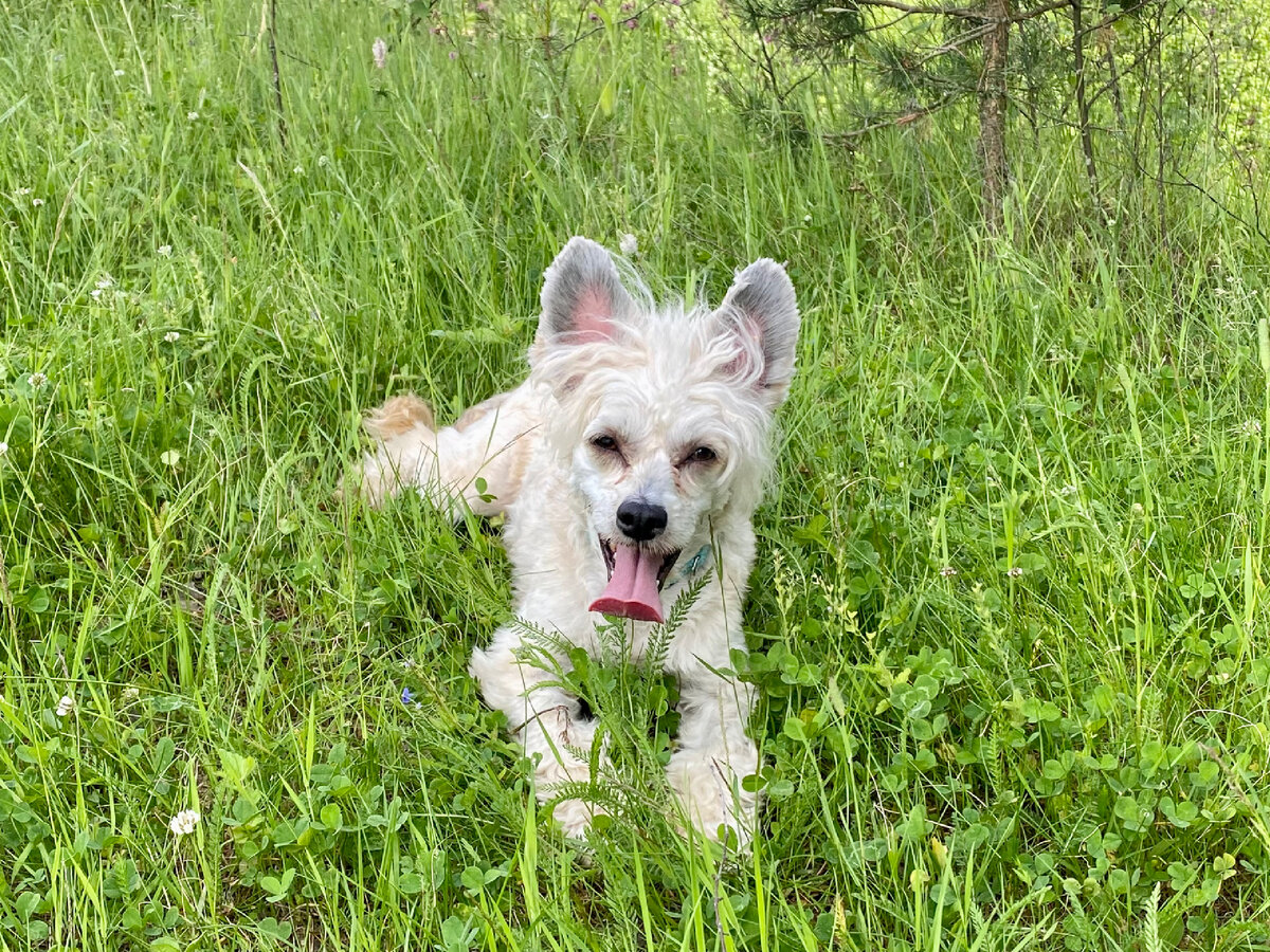 Фиона охлаждается в травке