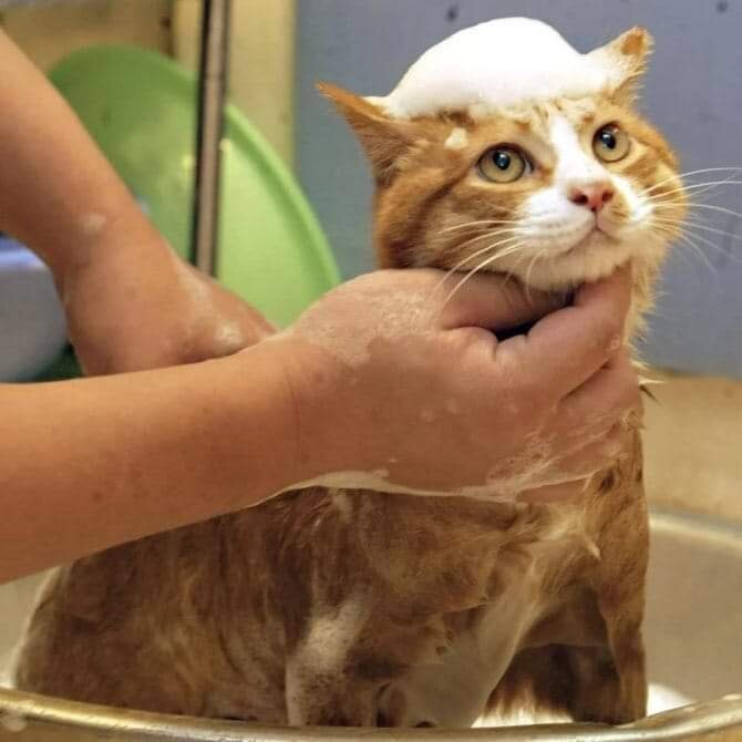 Как мой муж кота мыл