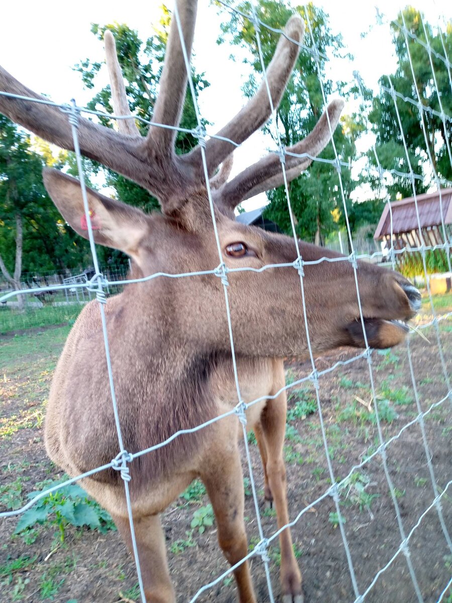 ОЛЕНЬ ОРИС ЗА СПЕЦИАЛЬНОЙ НОВОЗЕЛАНДСКОЙ СЕТКОЙ