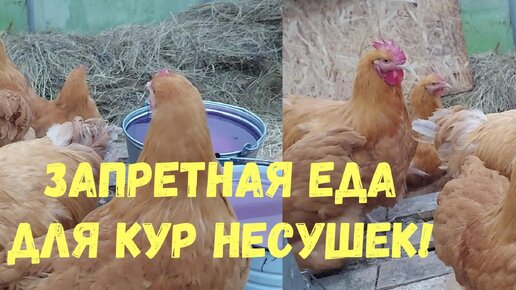 ПИТАНИЕ — Корм для кур-несушек