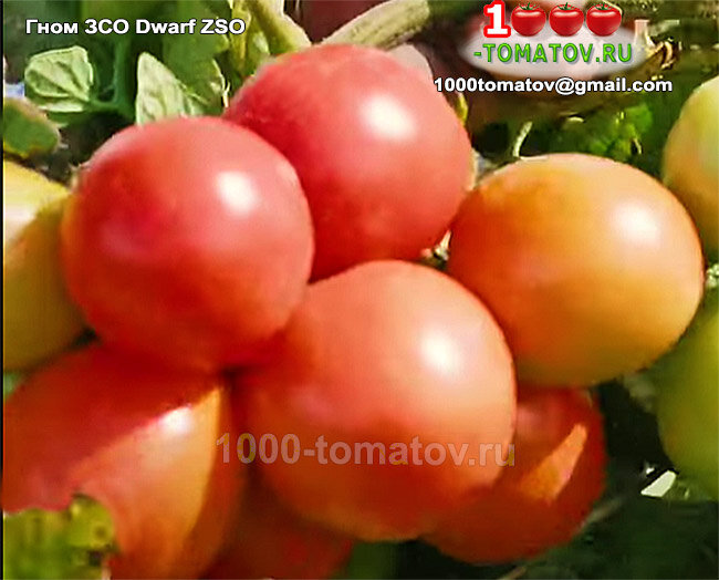 Томат Гном ЗСО Dwarf ZSO  фото 1