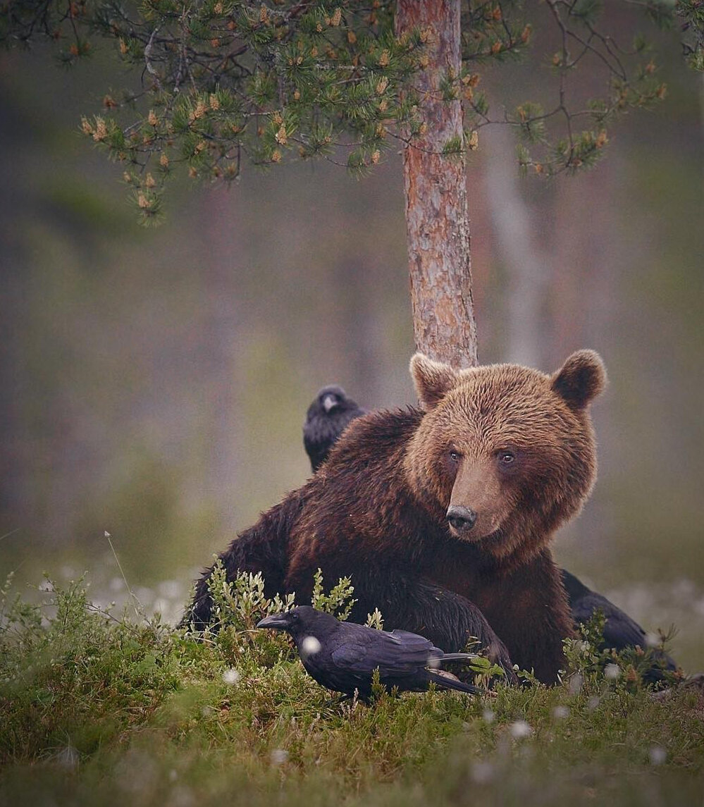 Большой медведь в лесу