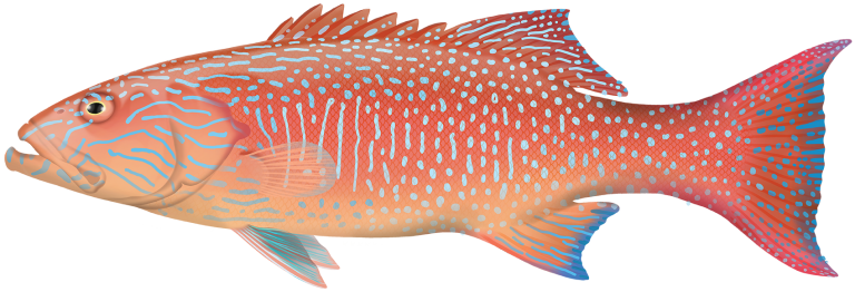 Plectropomus Oligacanthus