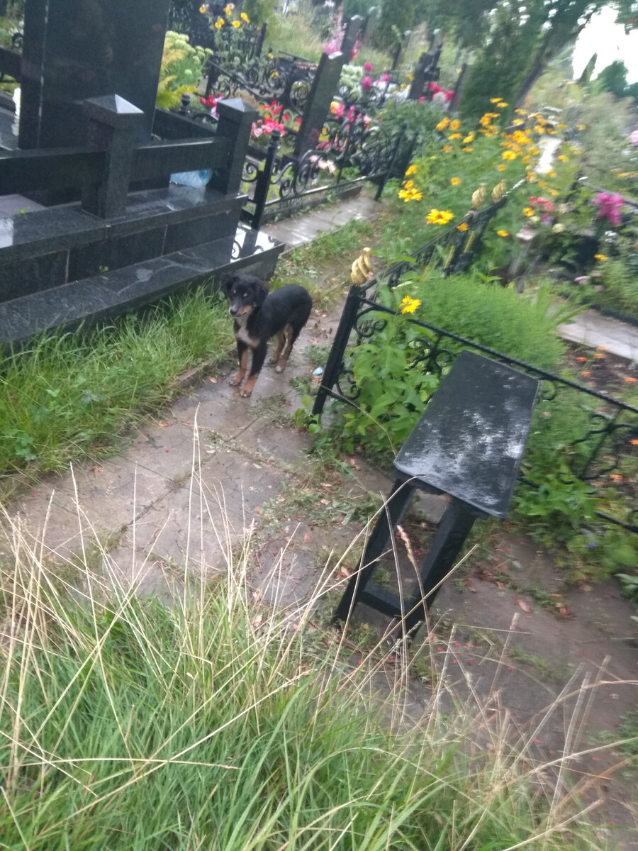 Этот щеночек посмелее будет 