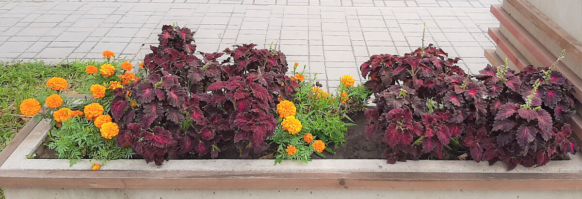 Городская клумбочка, 02.08.2023