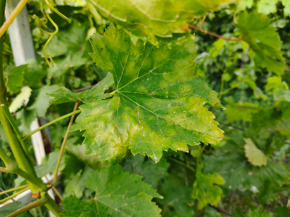 Сильное поражение милдью на (светло жёлтые пятна) листе винограда 