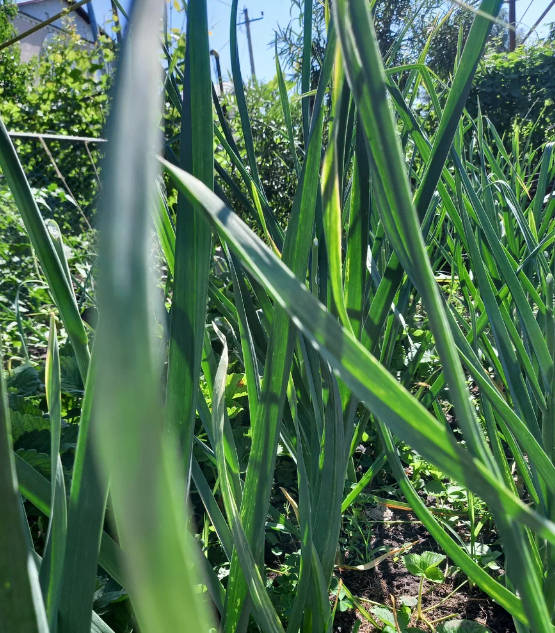 практически вся грядка была на солнце, только сбоку было небольшое деревце