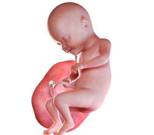 Ребенок на данном сроке активно набирает массу